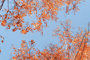 Autumn yellow leaves on branches against blue sky. bottom view.