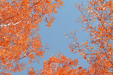 Autumn yellow leaves on branches against blue sky. bottom view.
