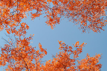 Autumn yellow leaves on branches against blue sky. bottom view.
