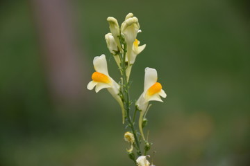 Doldenblüte vor verwischtem Hintergrund