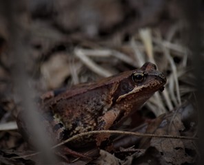 Naklejka premium frog