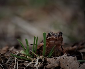 frog