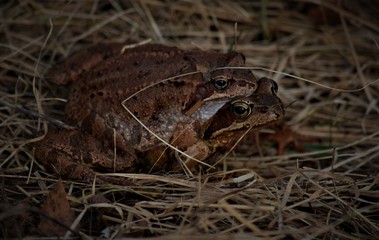 frog