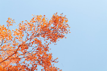 Autumn yellow leaves on branches against blue sky. bottom view.