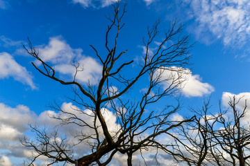 Epping forest in London