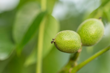 Fruits of Juglans regia on a tree among green leaves. Green walnuts in walnut tree surrounded by leaves. Juglans regia nuts in green shell on tree.