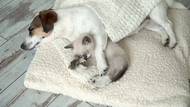 Dog and cat are sleeping together funny video. Friendship cat and dog indoors