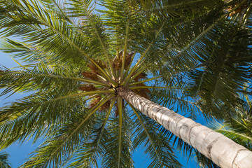 Naklejka premium Coconut palm with fresh fruits