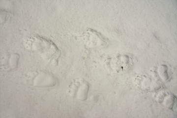 traces of bear on the snow