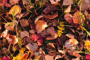 Autumn fallen leaves. October. November.