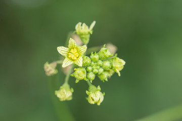 Obraz premium flowers of a white bryony a climbing poisonous plant. Creeper plant Bryonia alba at the time of flowering. yellow little flower (Bryonia alba) in garden