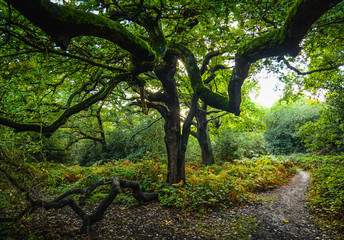 Epping forest in London