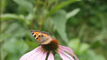 Butterfly urticaria on echinocia flower closeup.