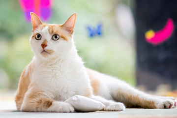 cat on the floor with butterflys