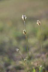 Wildblumenwiese