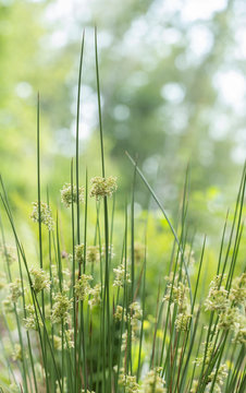 Juncus effusus plant of the family Juncaceae, in nature, selective focus, blurred background