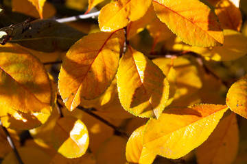 Autumn fallen leaves. October. November.