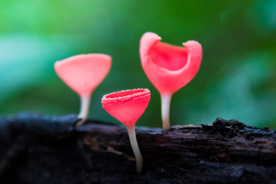 PINK BURN CUP in tropical rain forests.red Mushroom Champagne Cup
