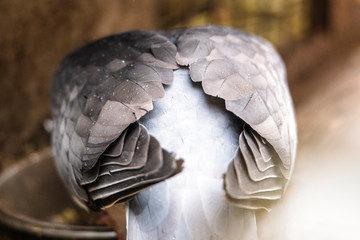 Feeding wood pigeon