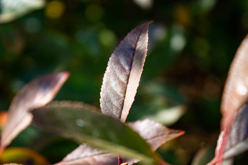Autumn fallen leaves. October. November.