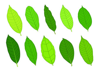 Green Leaves fresh abstract isolated on white background illustration vector