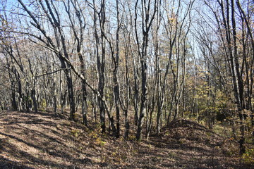 Caucasian forest
