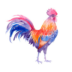 watercolor drawing of a farm bird - rooster with splashes