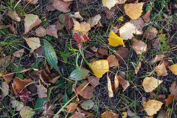 Autumn fallen leaves. October. November.