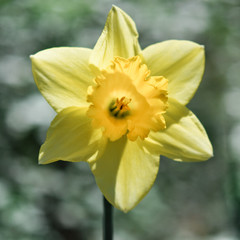 Blooming in the garden