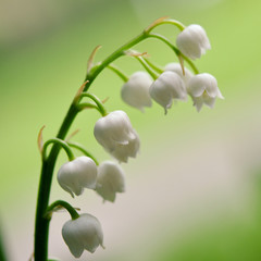Fototapeta na wymiar Lily of the valley flowers. Spring flowers
