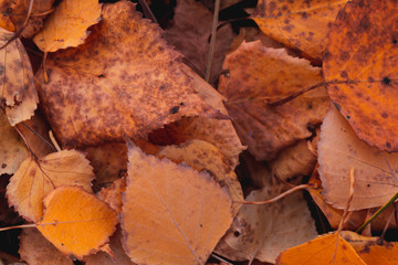 Autumn fallen leaves. October. November.