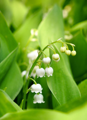 Beautiful white flowers of lily of the valley