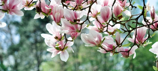Fototapeten Magnolienbaum im Frühling © medwedja