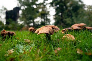 mushroom in the grass