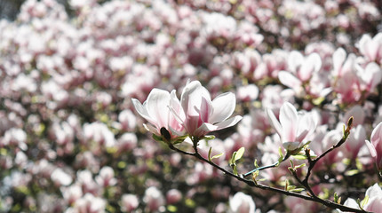 Obraz premium Spring magnolia