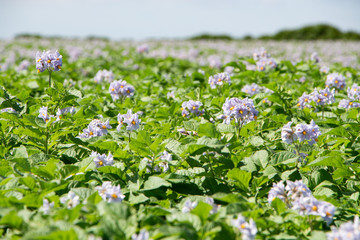 Flowers of potatoes plants in a field in brittany