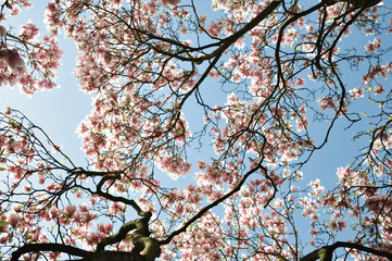 Magnolia tree in spring