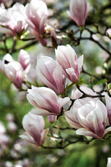 Fototapeta premium Magnolia. Spring garden
