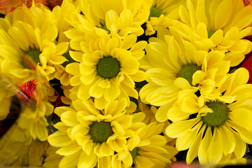 Fototapeta premium beautiful bouquet of yellow chrysanthemums
