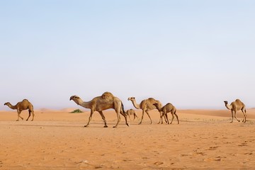 A Family of Arabian camels walking in the desert. Riyadh, Saudi Arabia