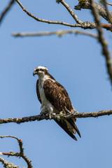 Osprey