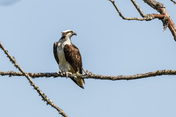 Osprey