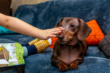 Cute brown dachshund dog and kid legs, indoors shot. Child and dog, friends forever.