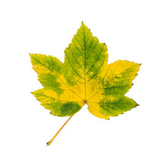  Colorful autumn leaf on a white isolated background