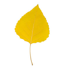 Bright yellow autumn leaf on a white isolated background