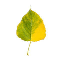Colorful yellow green autumn leaf on white isolated background