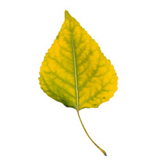 Bright yellow-green autumn leaf on a white background