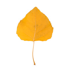 Bright orange autumn leaf on a white isolated background