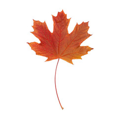 Colorful autumn maple leaf on a white isolated background