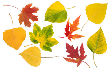  Colorful autumn leaves collection isolated on white background.Multicolored leaves.